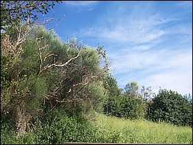 Anteprima. Clicca per ingrandire